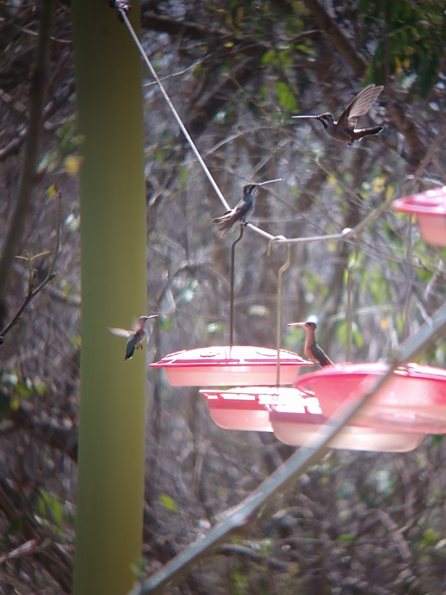 Colibrí Pochotero - ML617696454