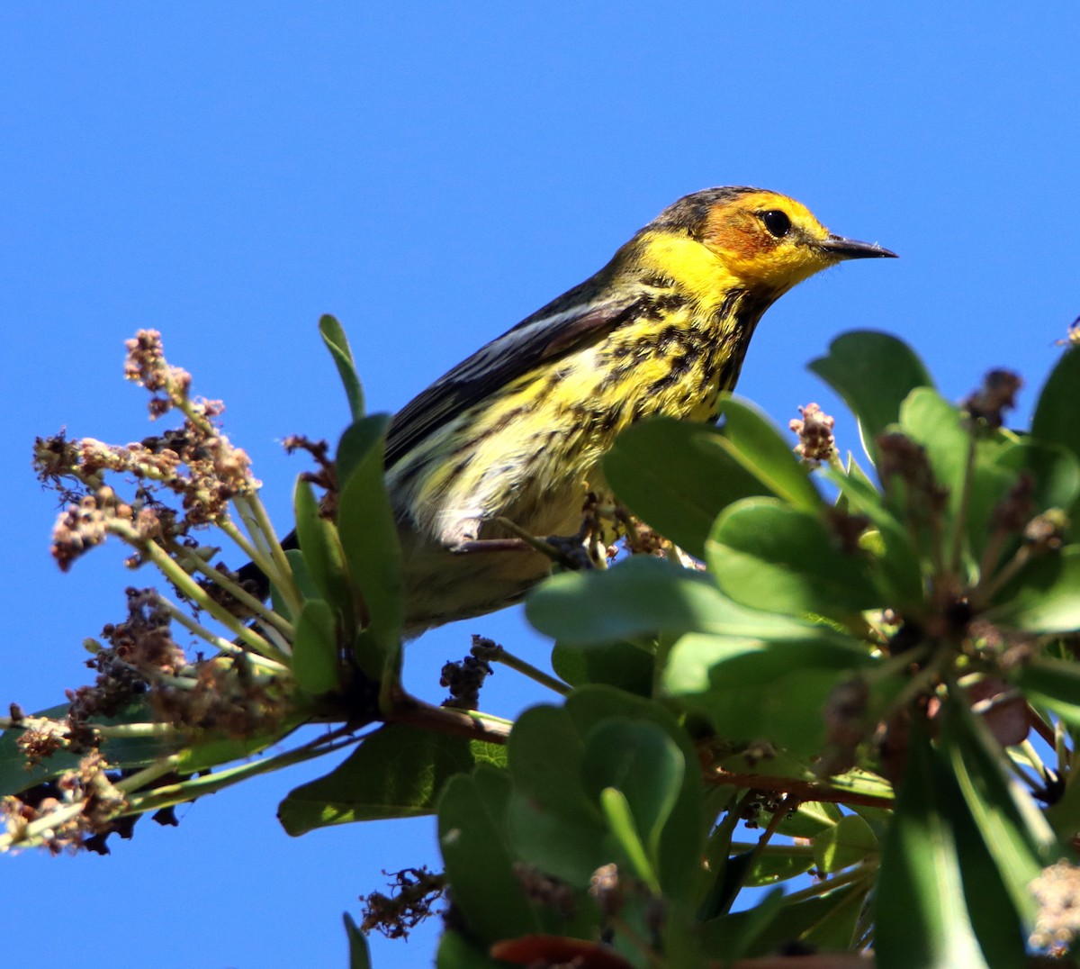 Cape May Warbler - ML617696458