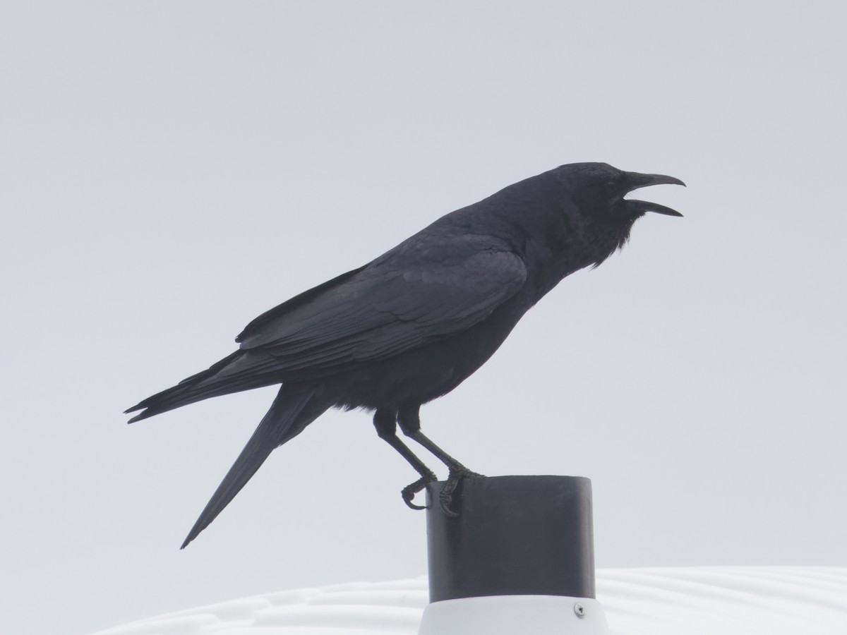 Fish Crow - ML617696459