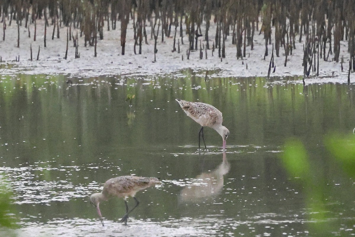 Marbled Godwit - ML617696519