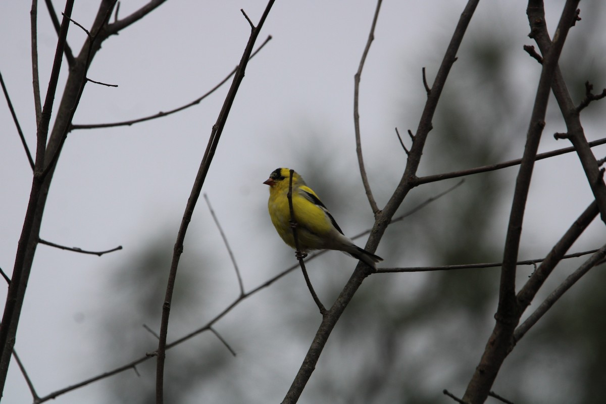 American Goldfinch - ML617696565