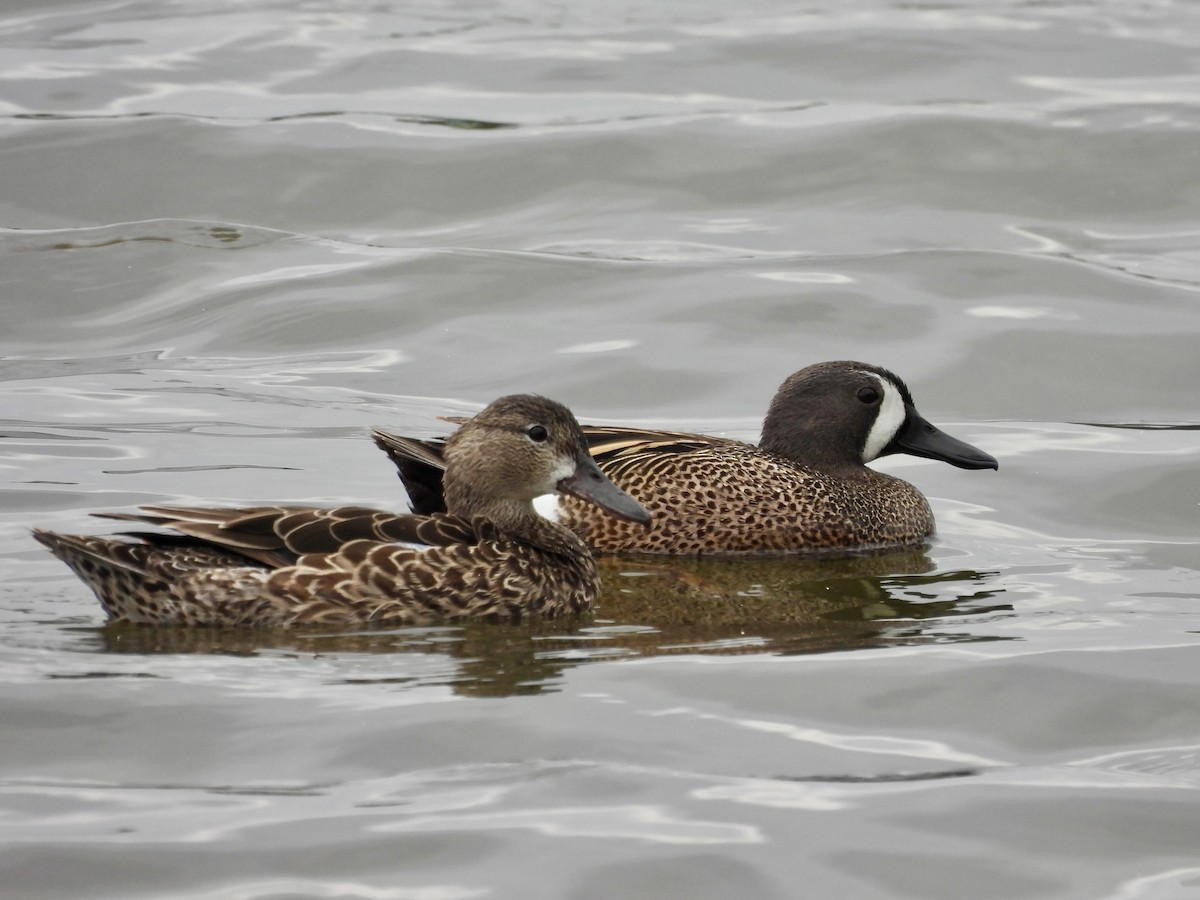 Blue-winged Teal - ML617696566