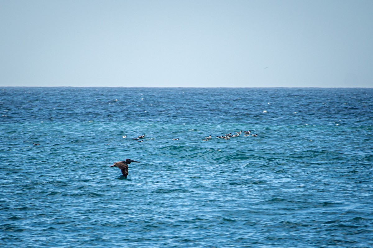 Brown Pelican - ML617696569