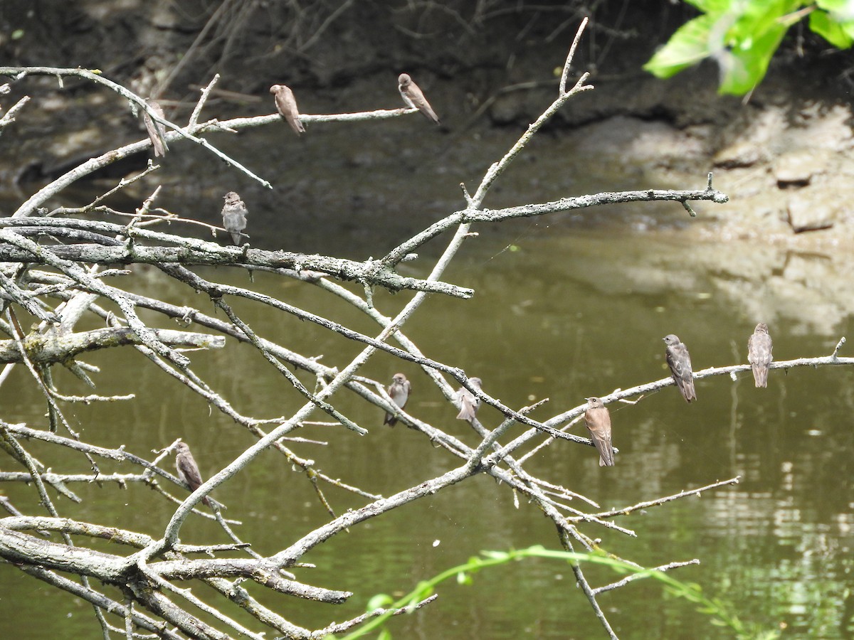 Northern Rough-winged Swallow - ML617696610