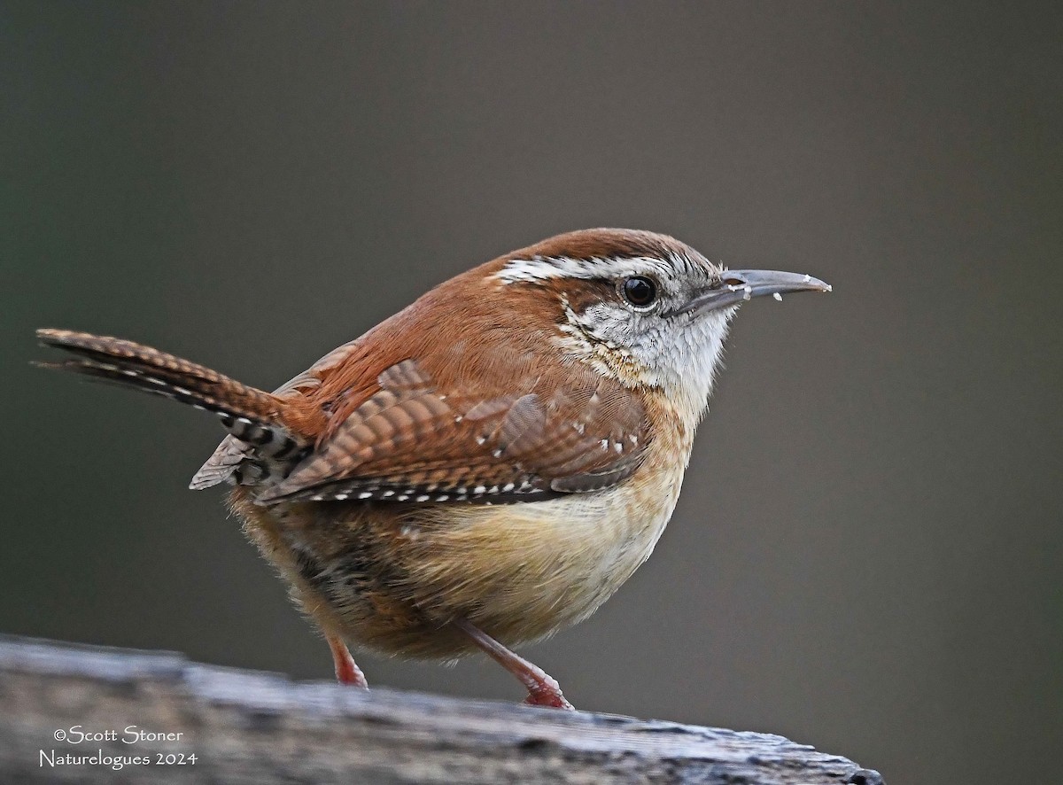 Carolina Wren - ML617696631