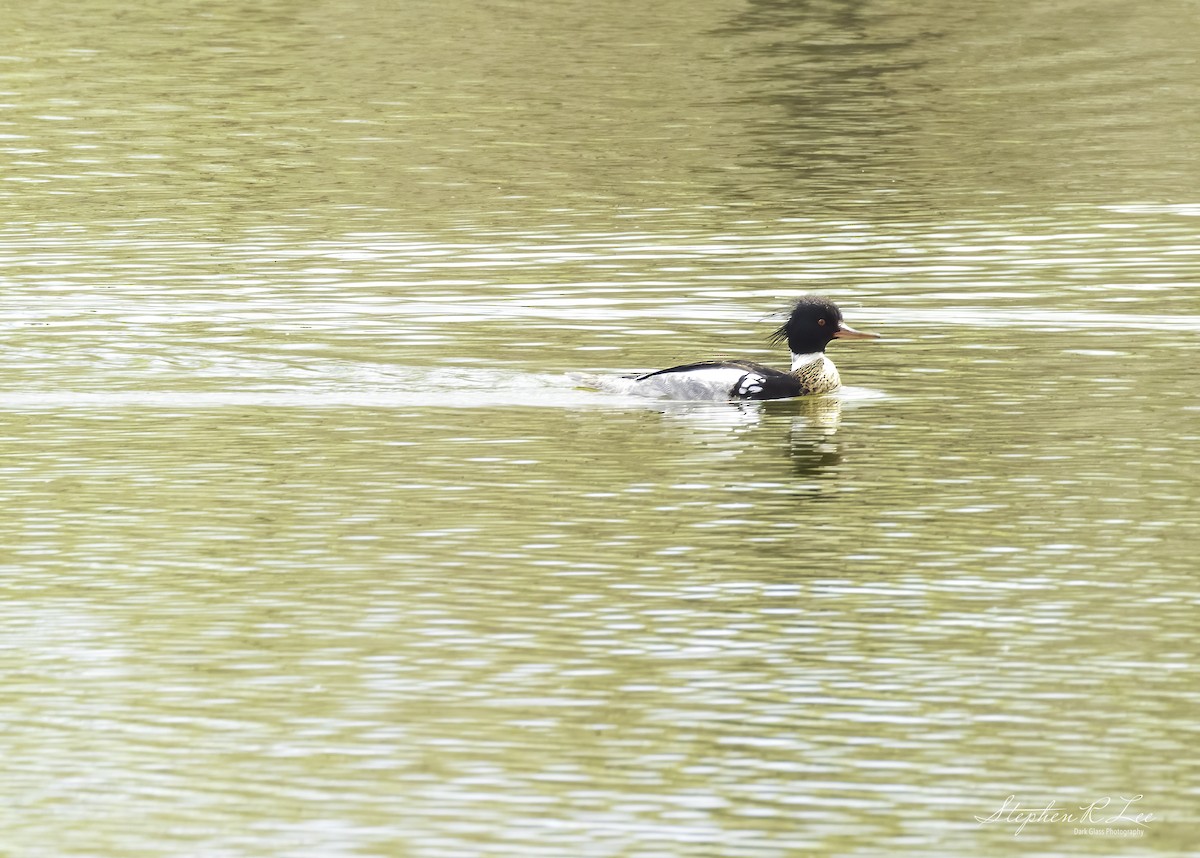 Red-breasted Merganser - ML617696633