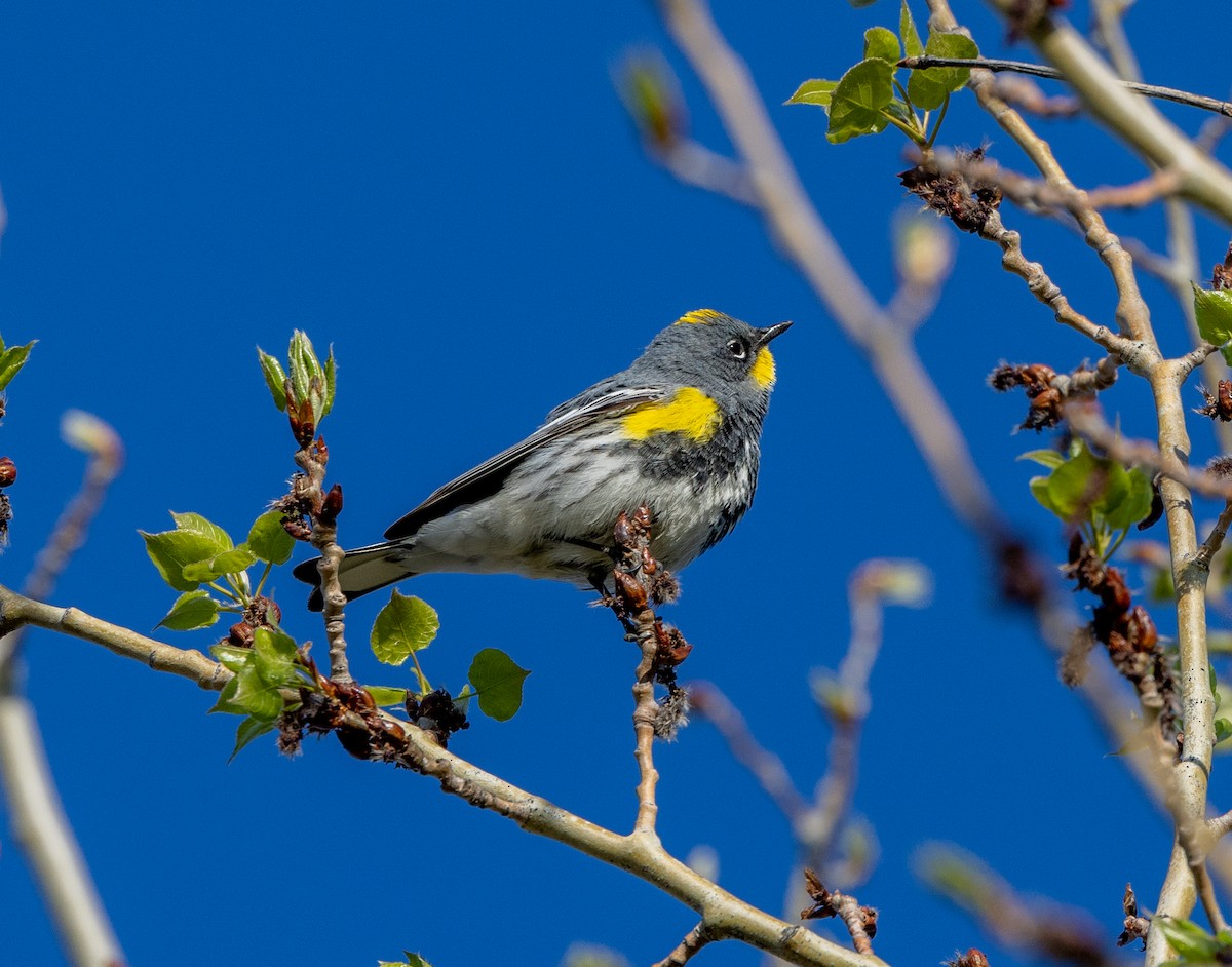 Yellow-rumped Warbler (Audubon's) - ML617696642