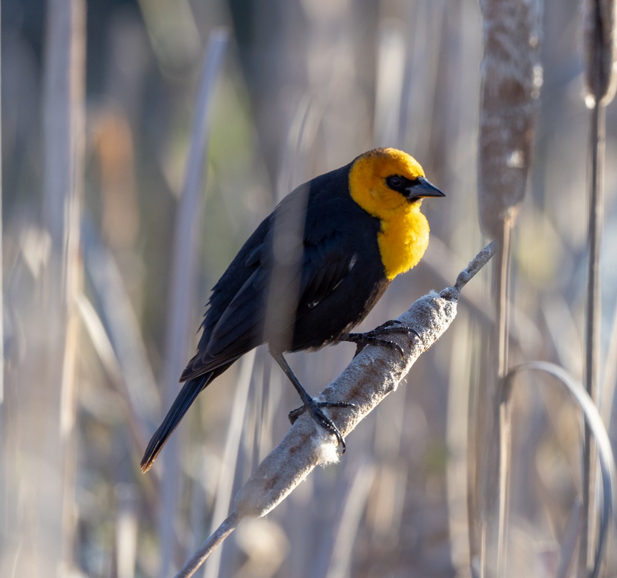 Yellow-headed Blackbird - ML617696648
