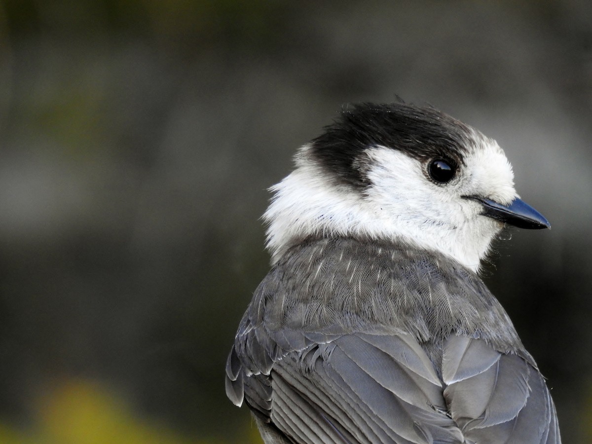 Canada Jay - ML617696671