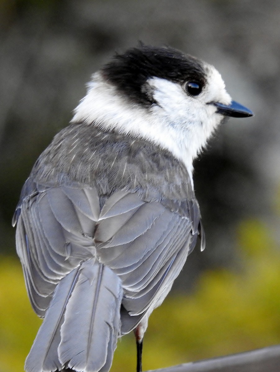 Canada Jay - ML617696674