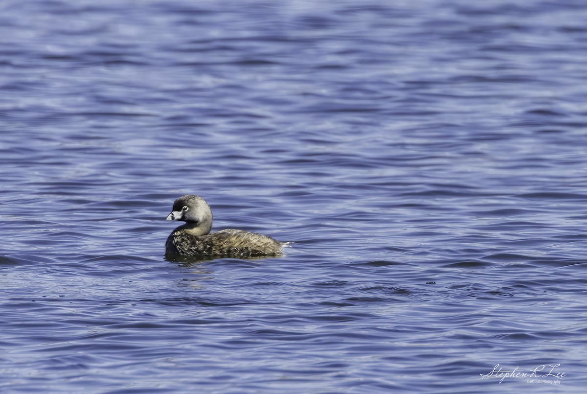 Pied-billed Grebe - ML617696677