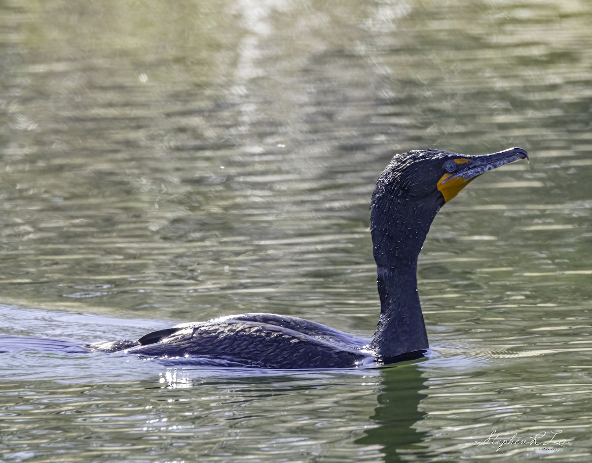 Double-crested Cormorant - Stephen Lee