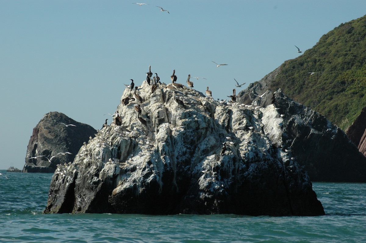 Brown Pelican - ML617696708