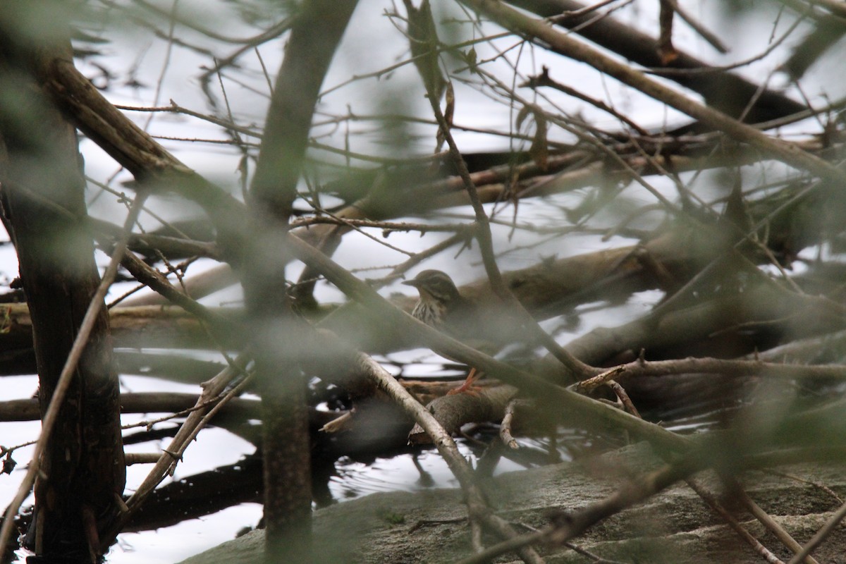 ミナミミズツグミ - ML617696710