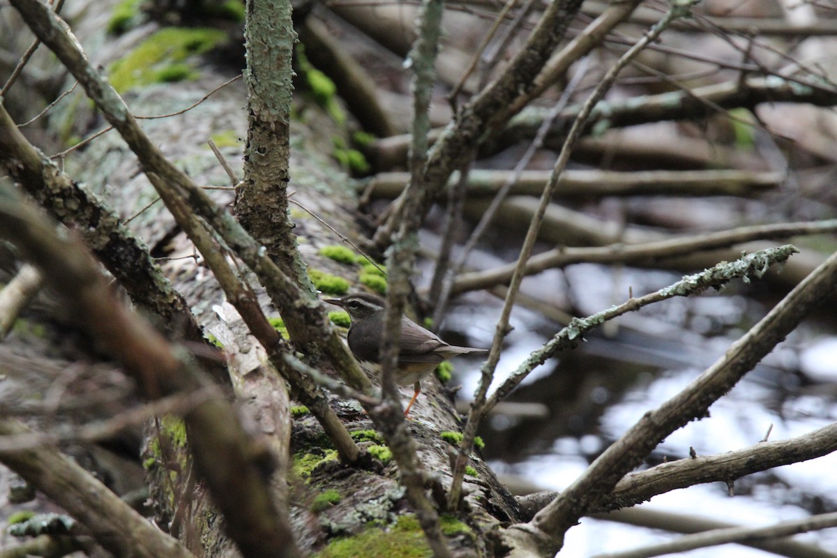 ミナミミズツグミ - ML617696711