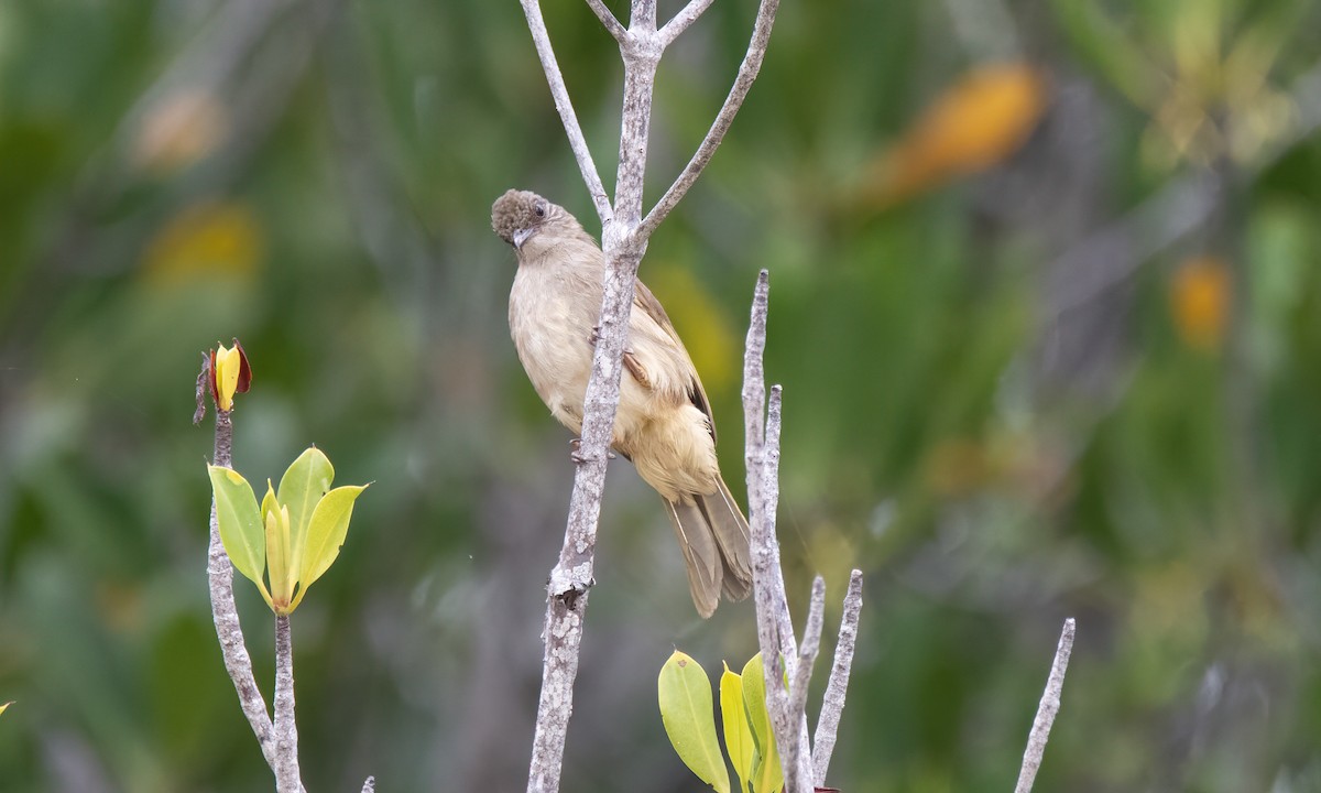 Ashy-fronted Bulbul - Koren Mitchell