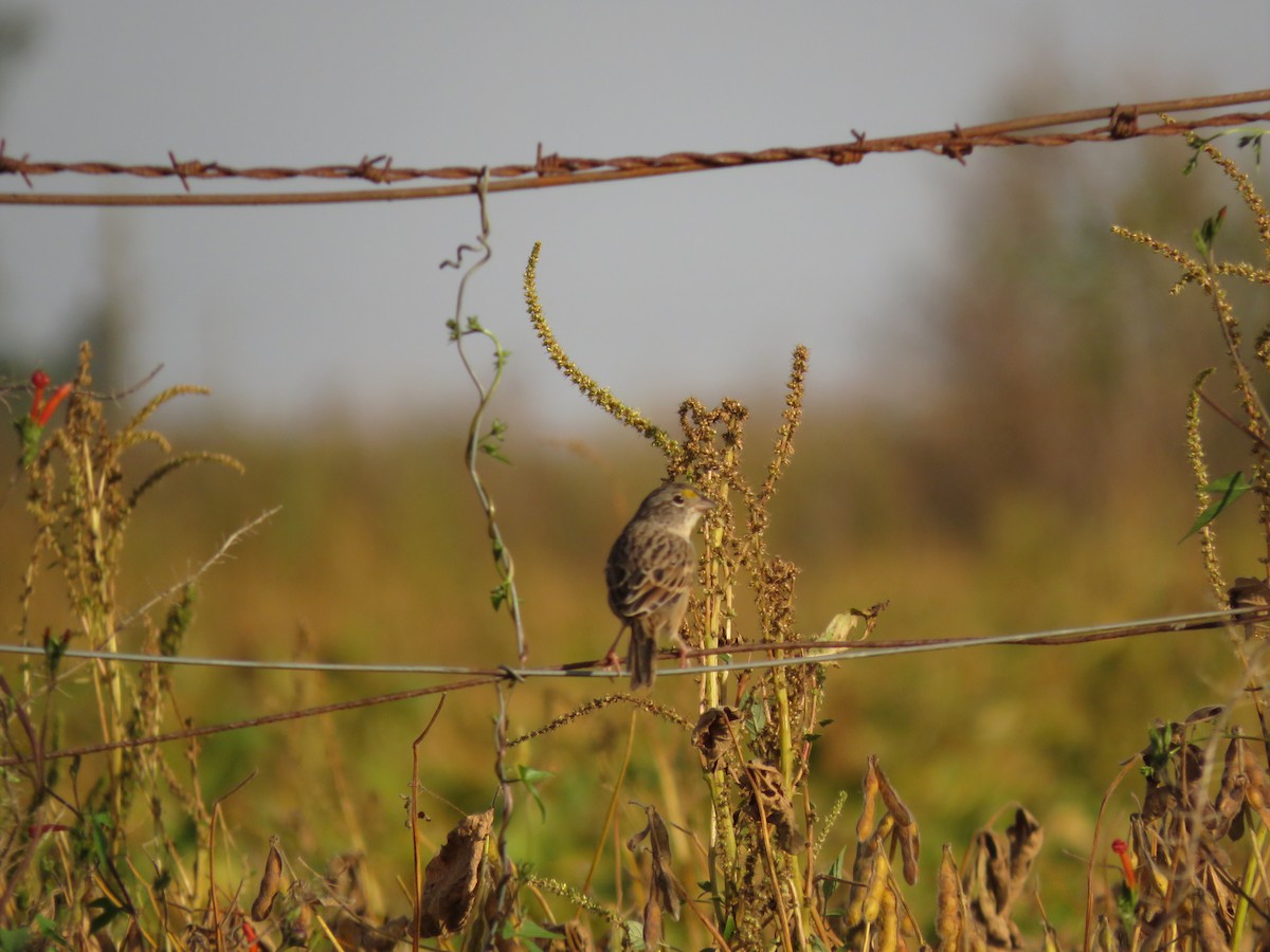 Grassland Sparrow - diego catala