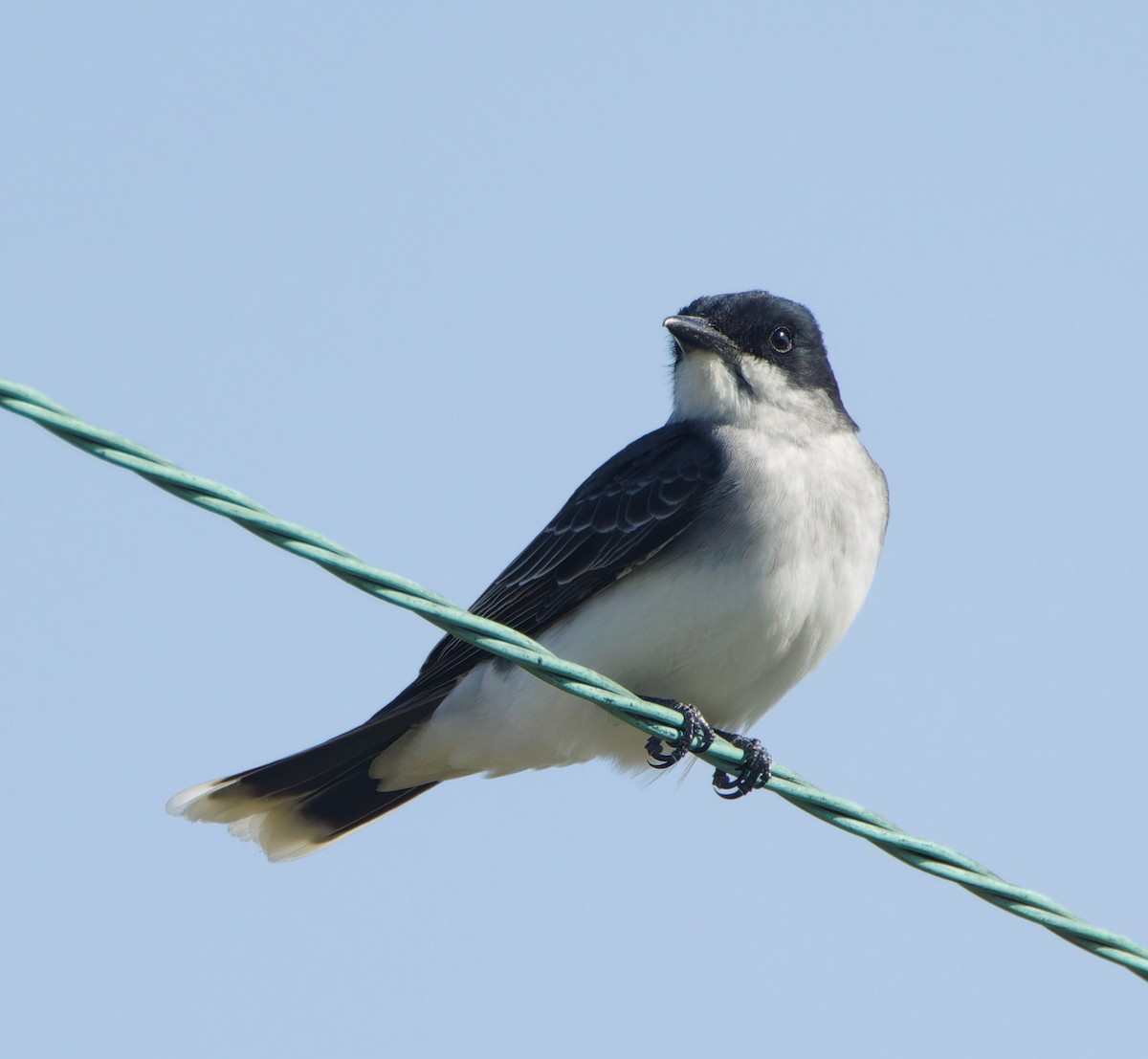 Eastern Kingbird - ML617696816
