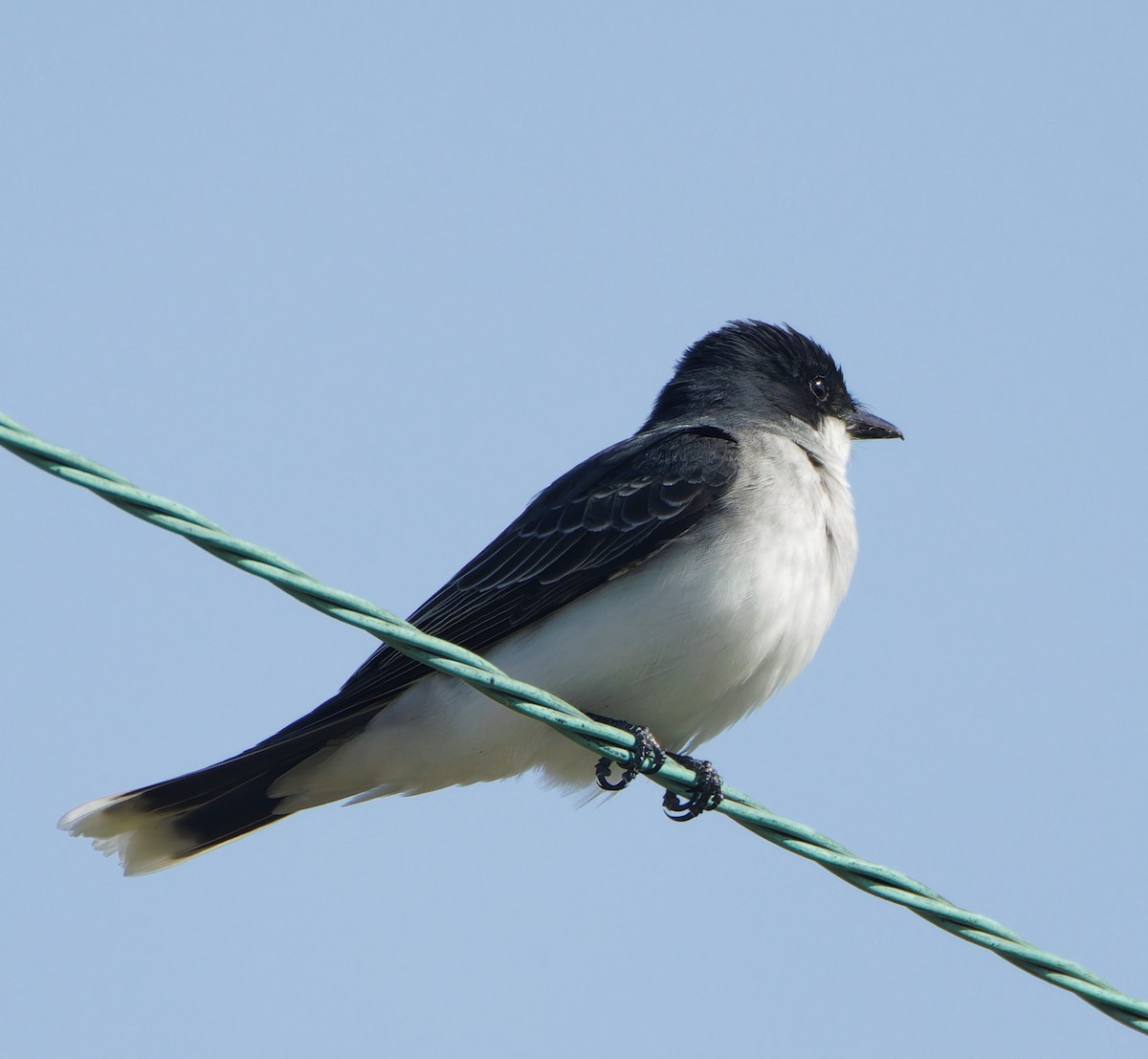 Eastern Kingbird - ML617696817