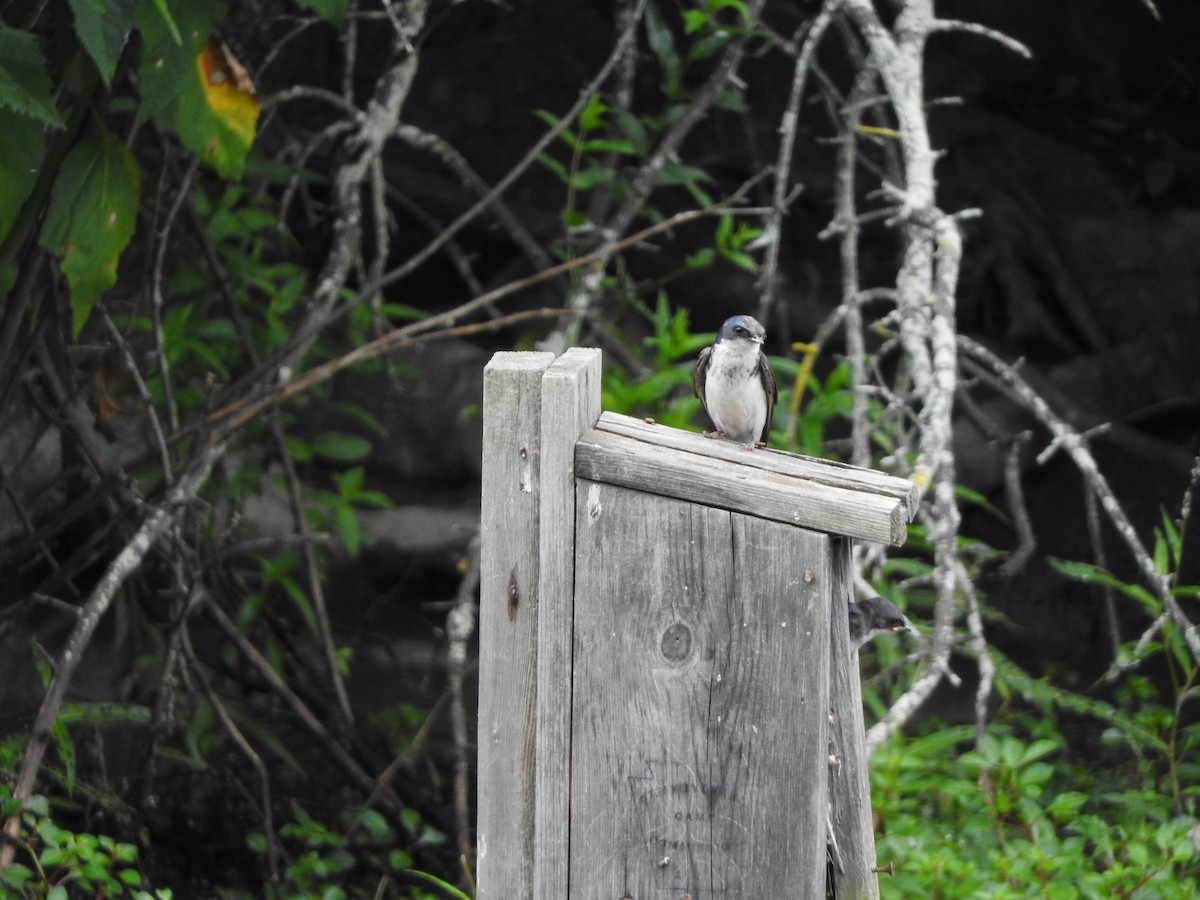 Tree Swallow - ML617696826