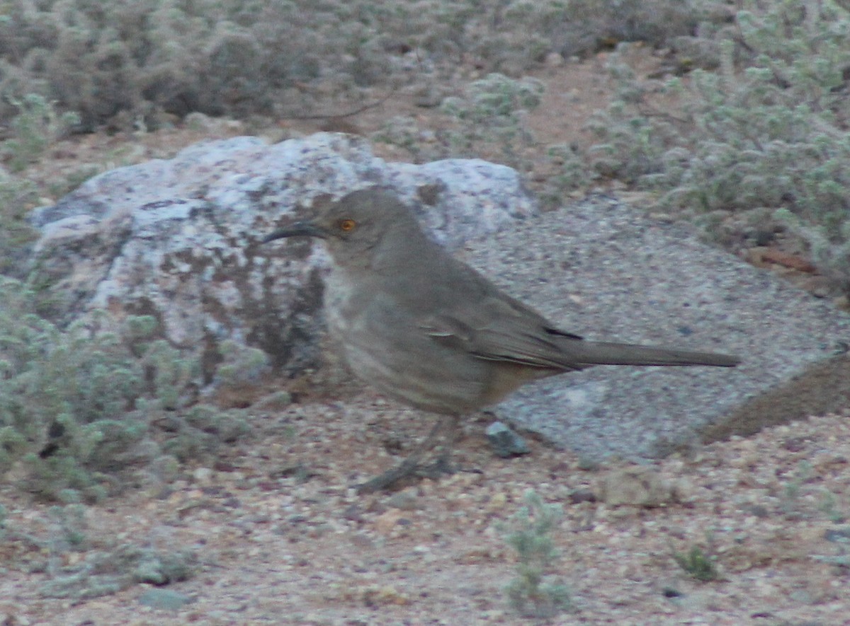 Curve-billed Thrasher - Jeff Dreier