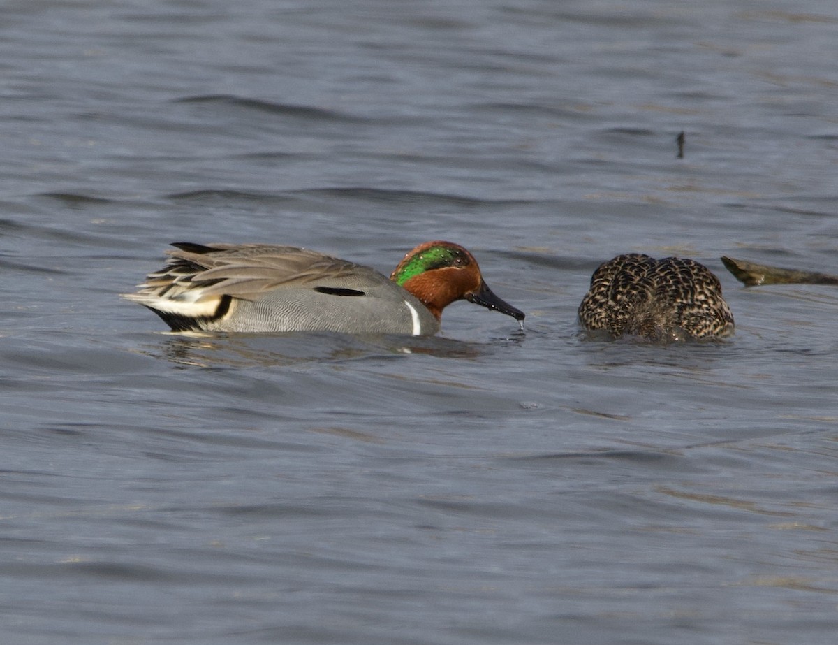 Green-winged Teal - ML617696963