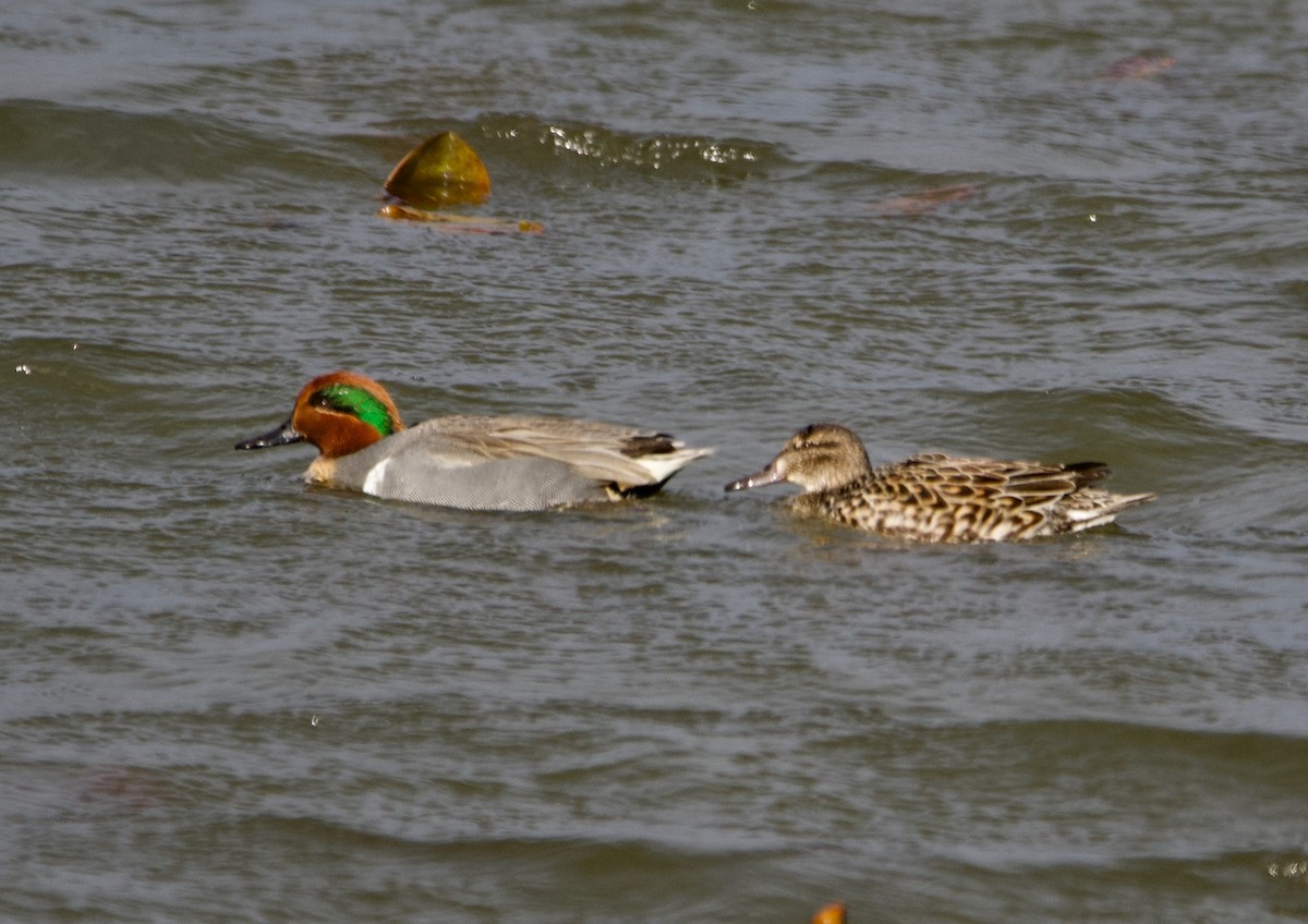 Green-winged Teal - ML617696964