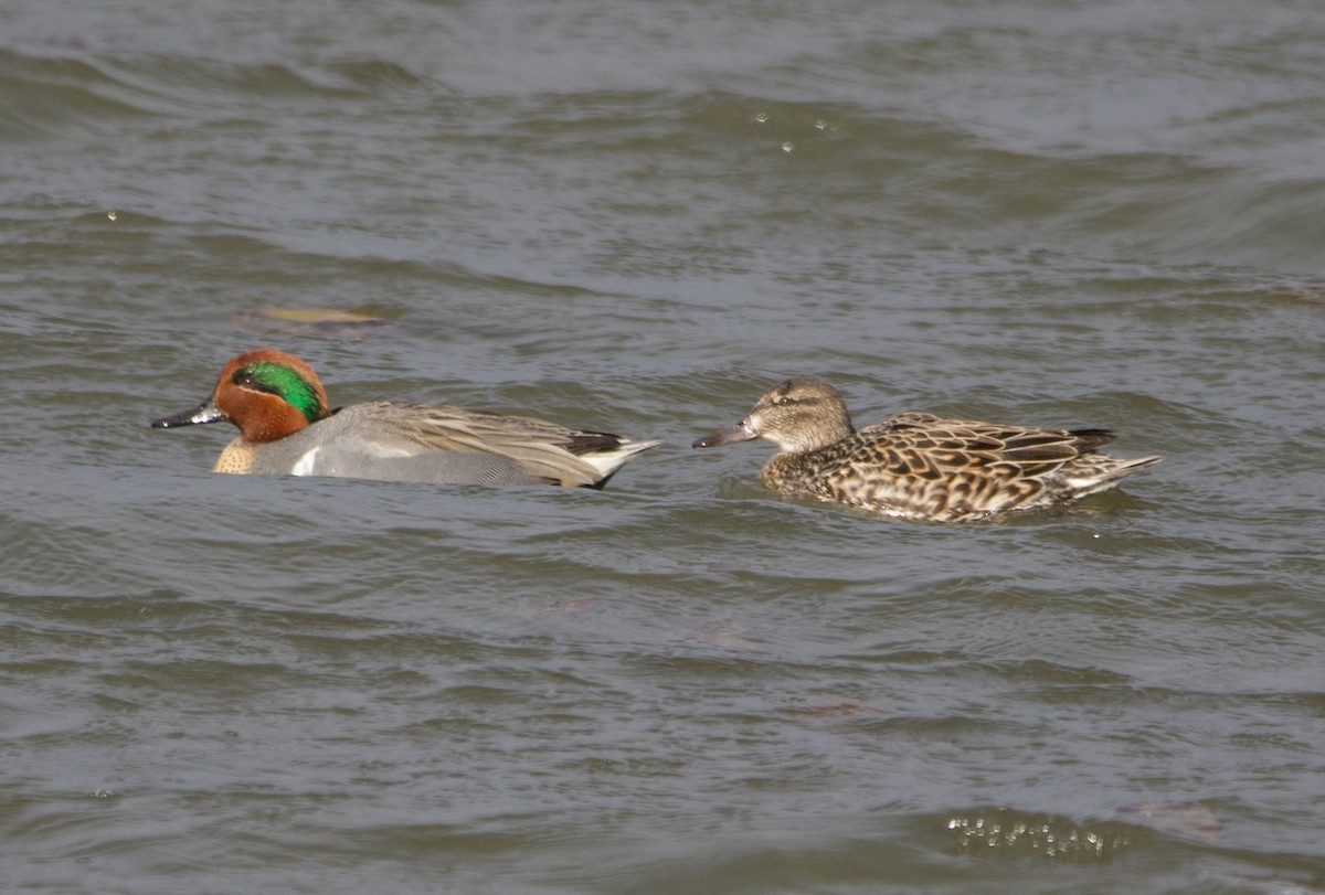 Green-winged Teal - ML617696965