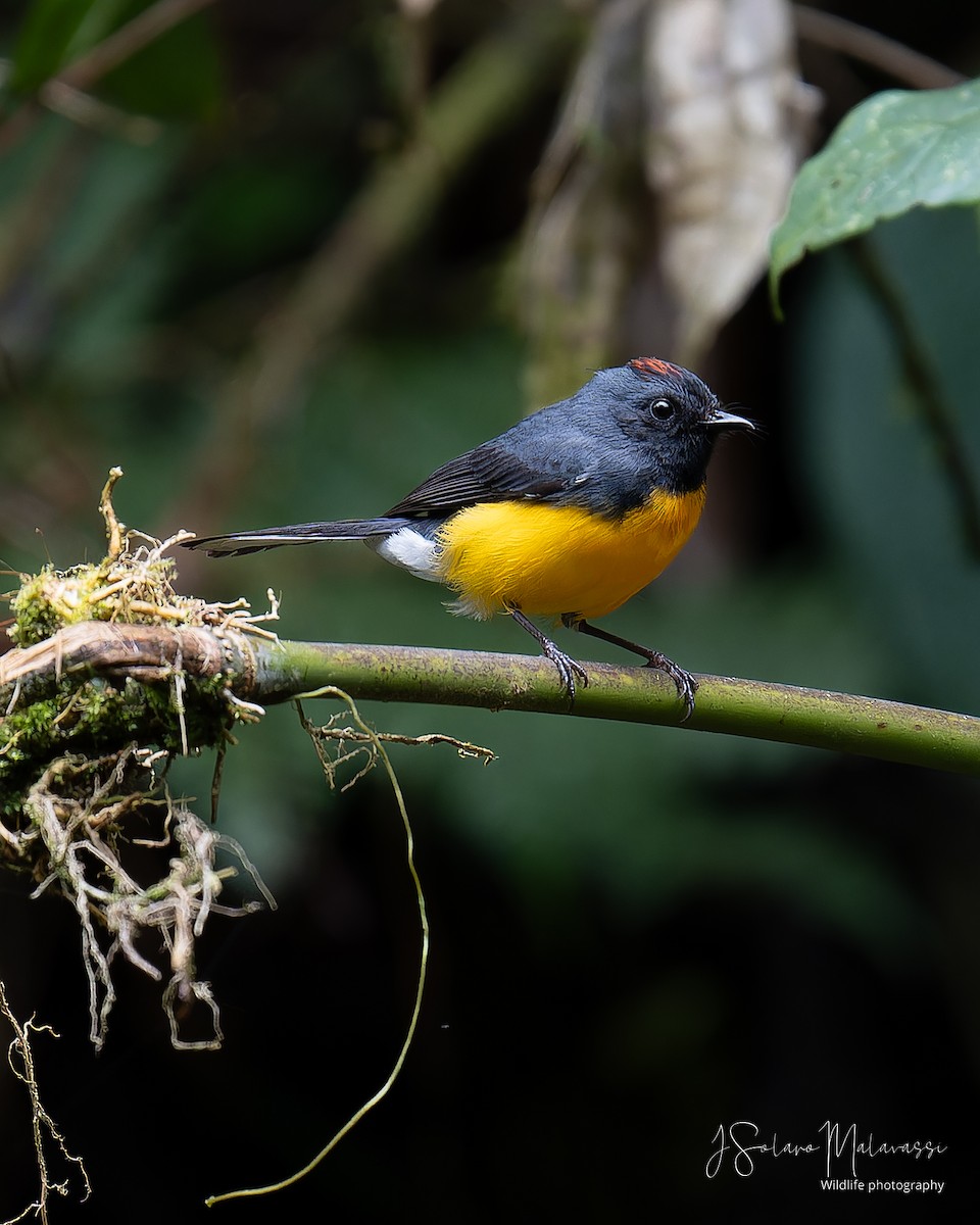 Slate-throated Redstart - Javier Solano Malavassi