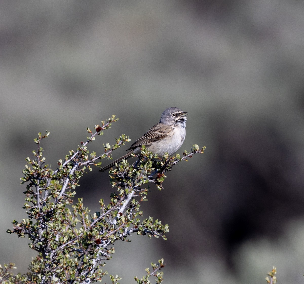 Sagebrush Sparrow - ML617697021