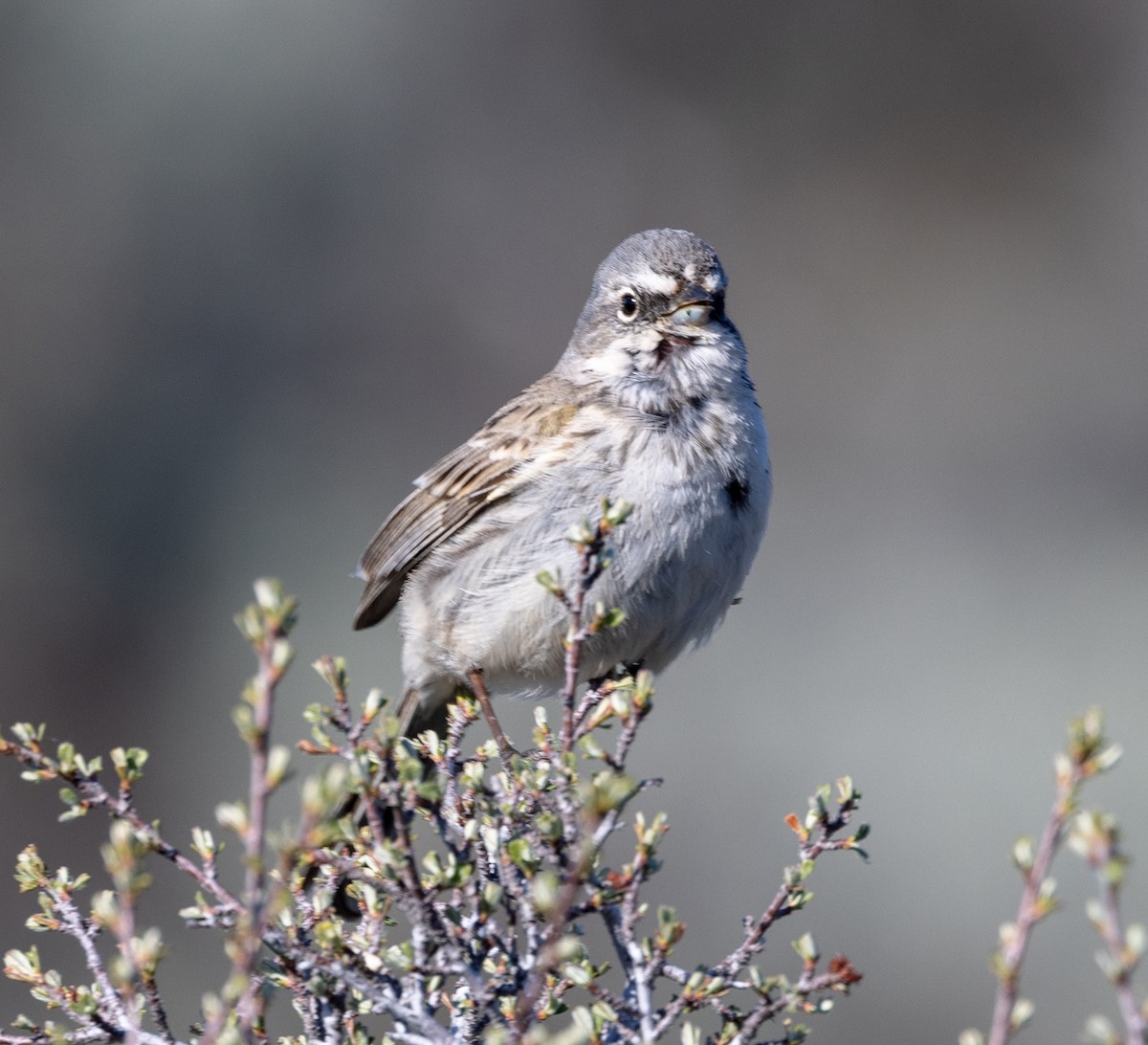Sagebrush Sparrow - ML617697022
