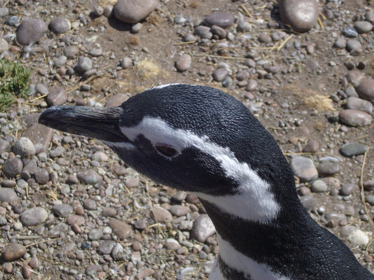 Magellanic Penguin - Numa Nazar