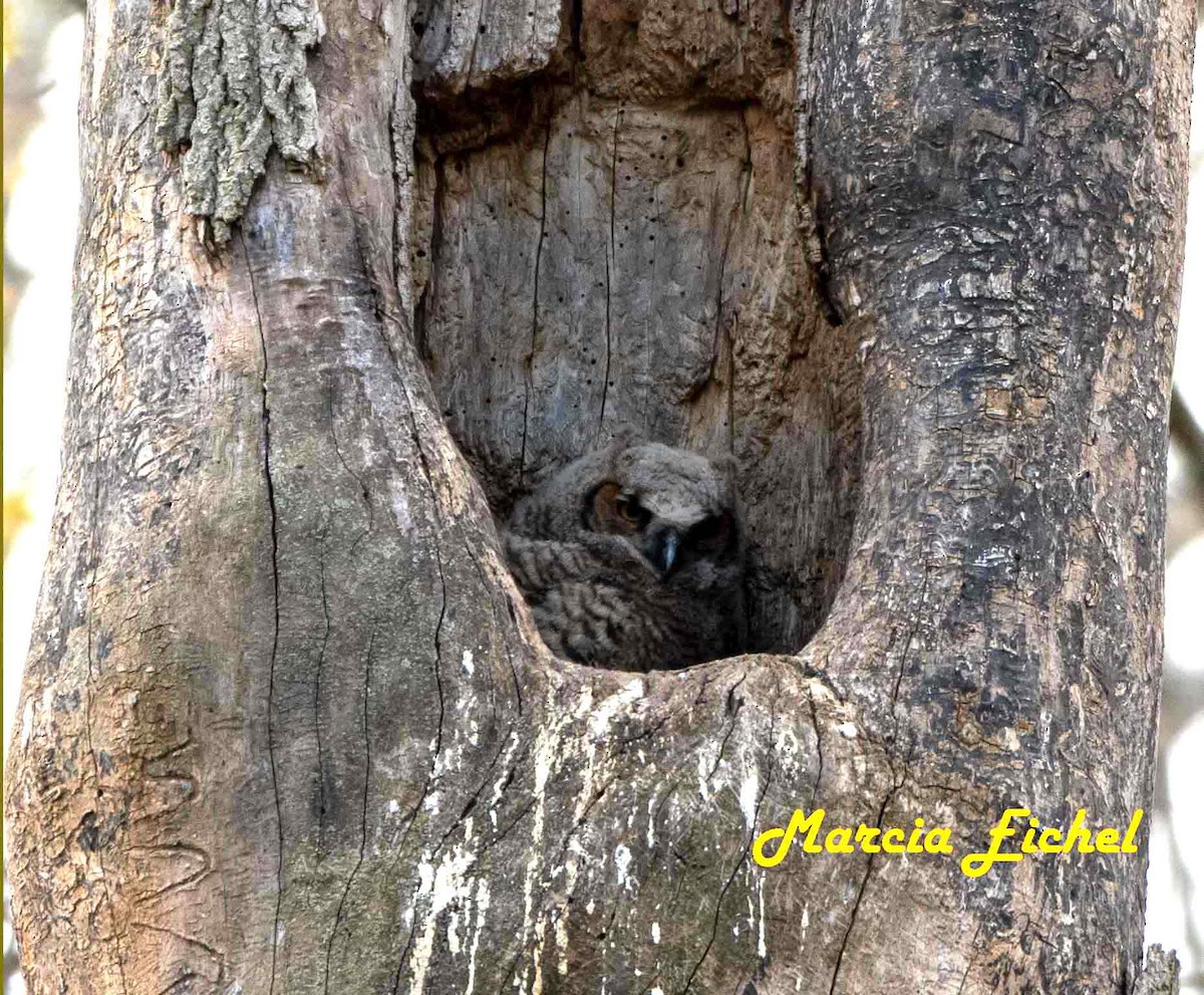 Great Horned Owl - Marcia Eichel