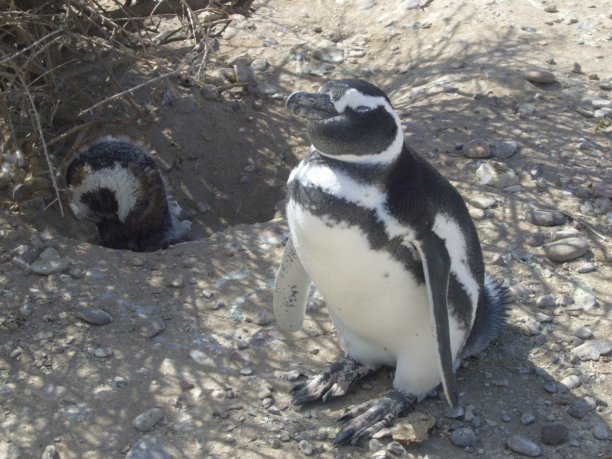 Pingüino Magallánico - ML617697077