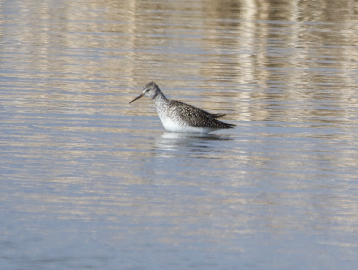 Lesser Yellowlegs - ML617697078