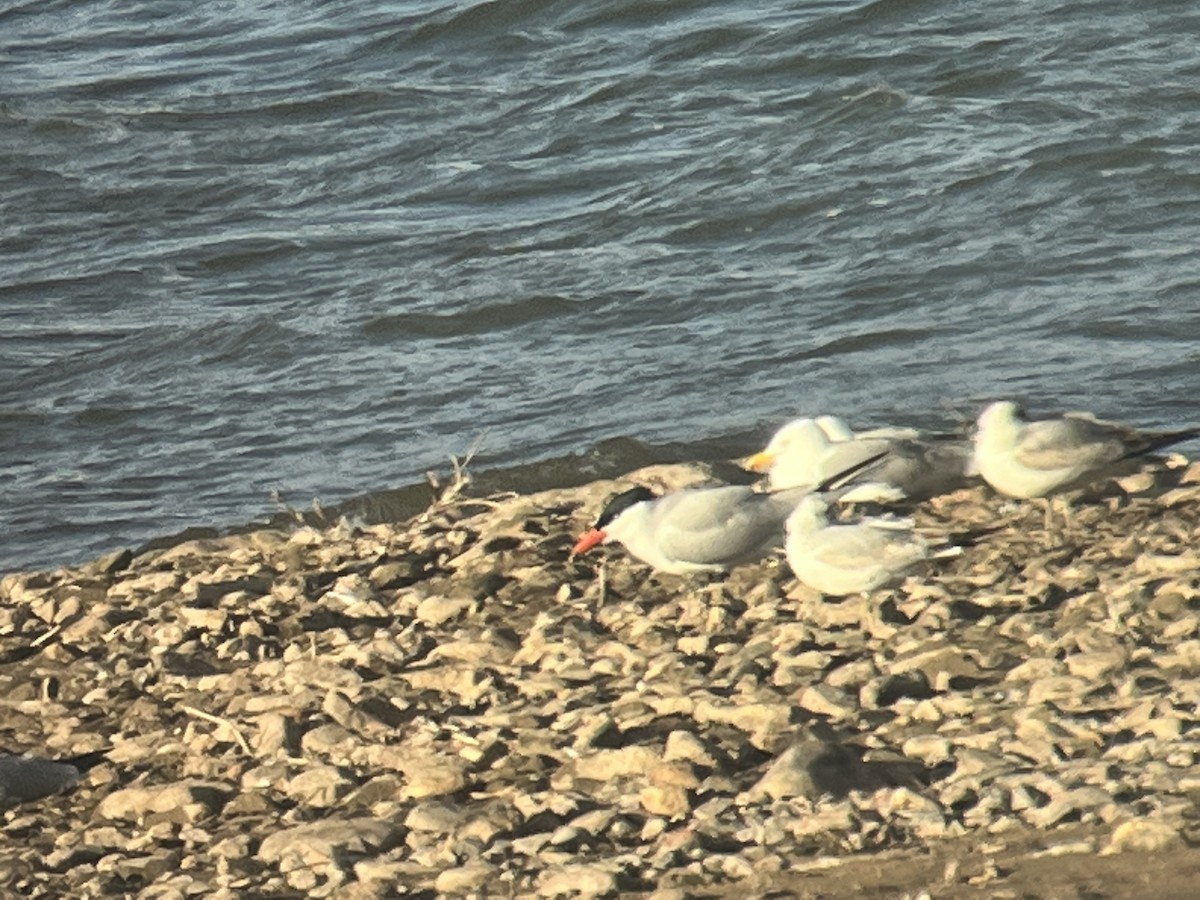 Морин хараалай - ML617697125