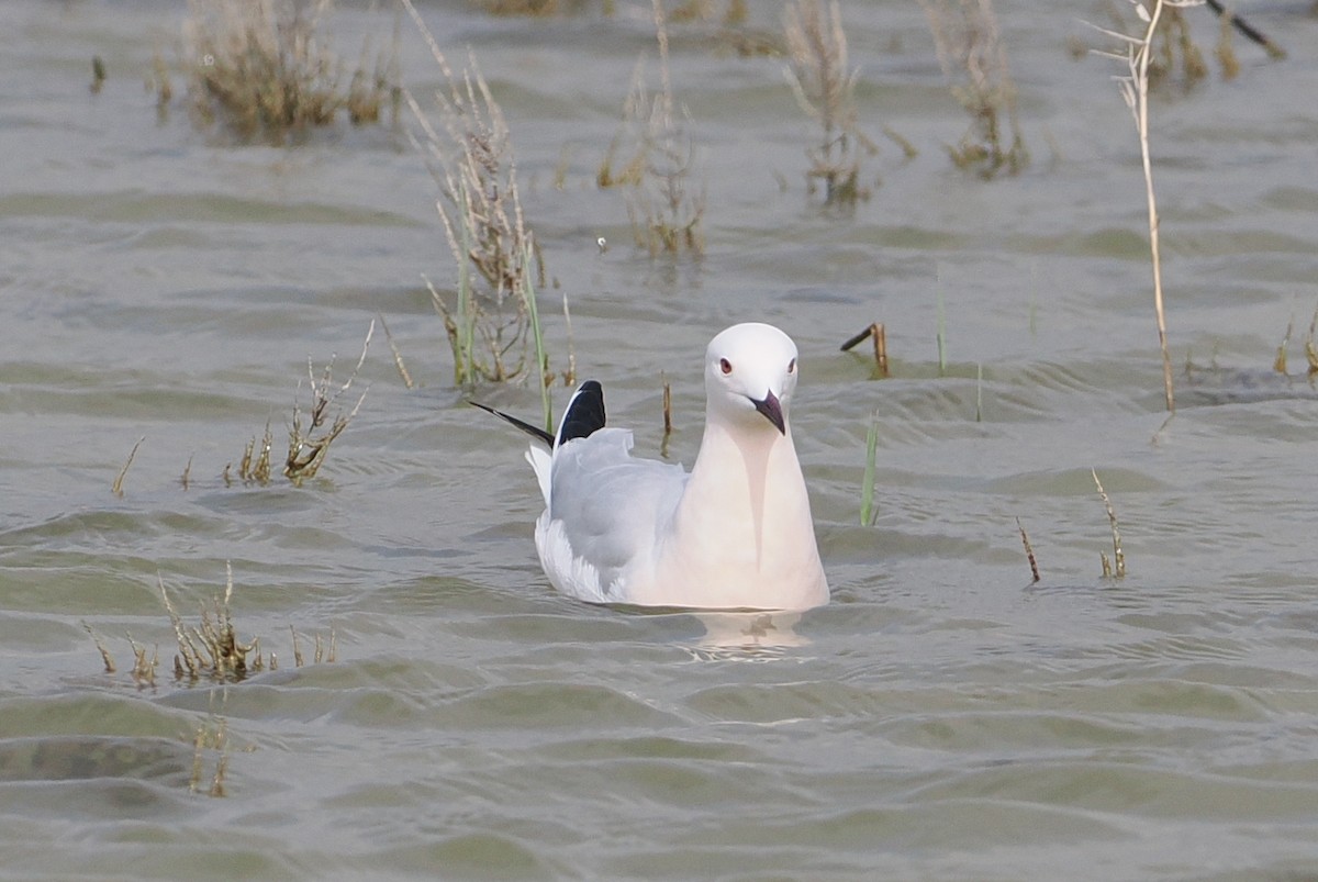 Slender-billed Gull - ML617697142