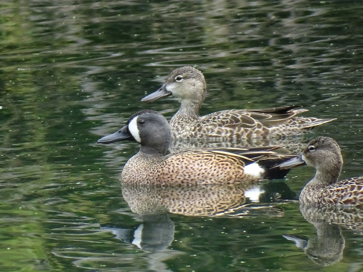 Blue-winged Teal - ML617697152