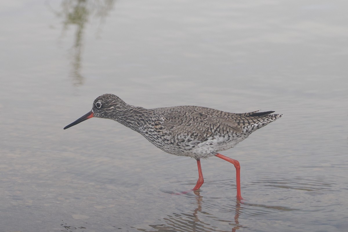 Common Redshank - ML617697160