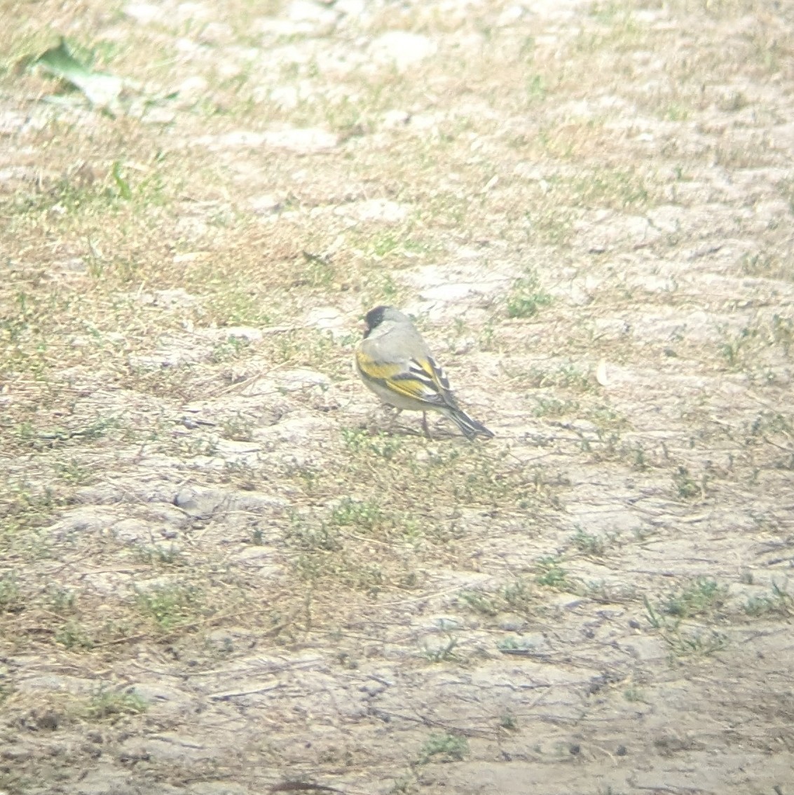 Lawrence's Goldfinch - ML617697202