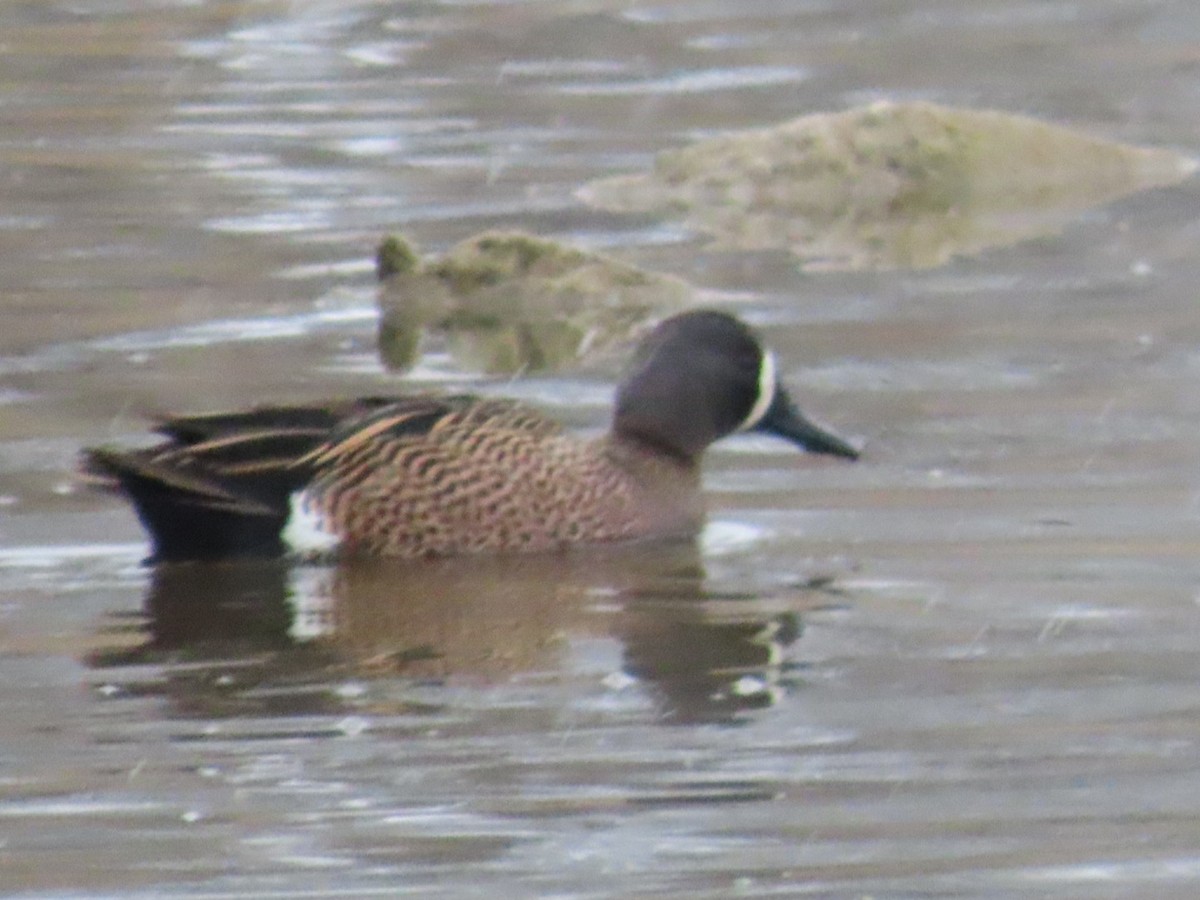 Blue-winged Teal - ML617697210