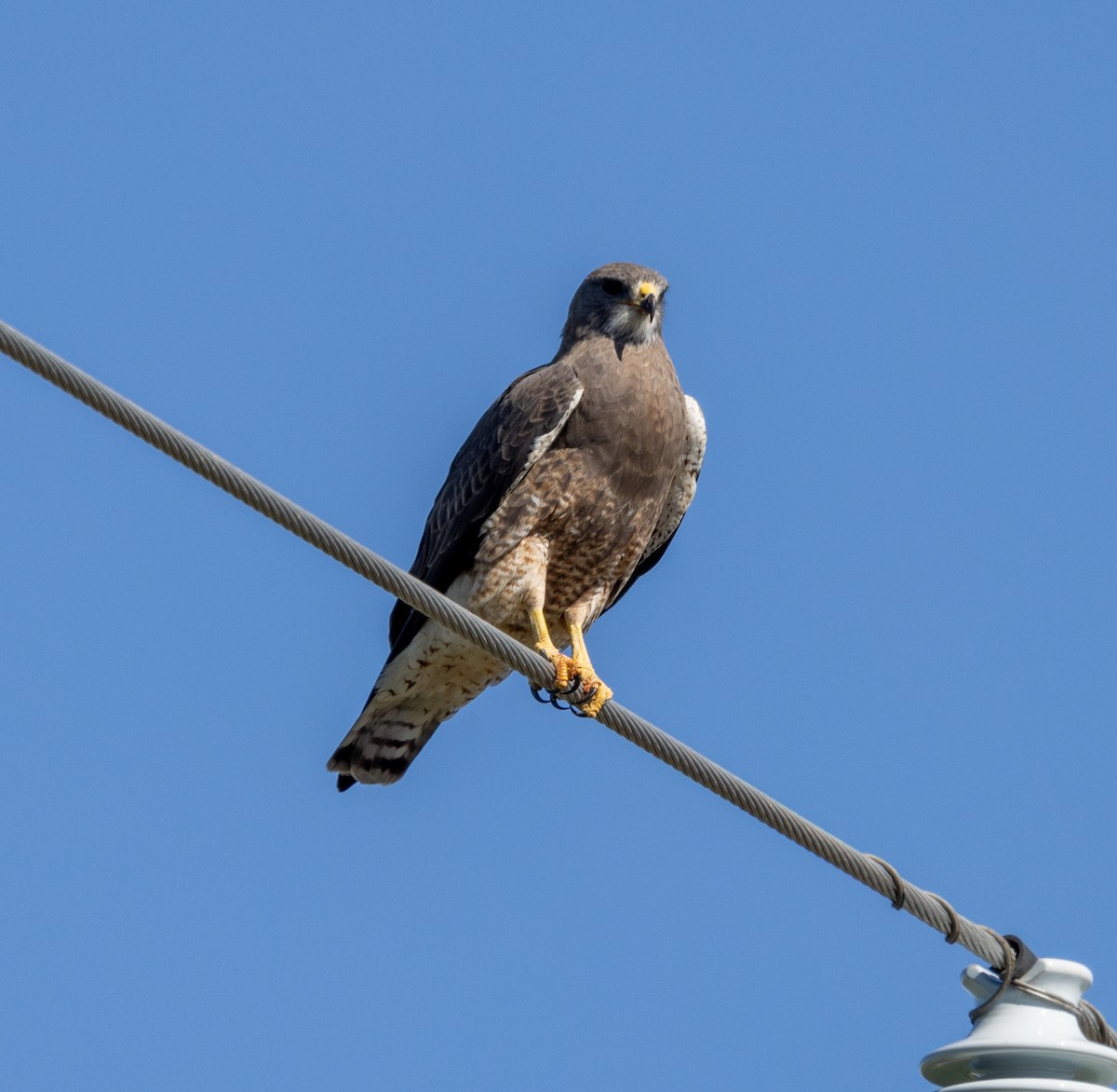 Swainson's Hawk - Greg Harrington