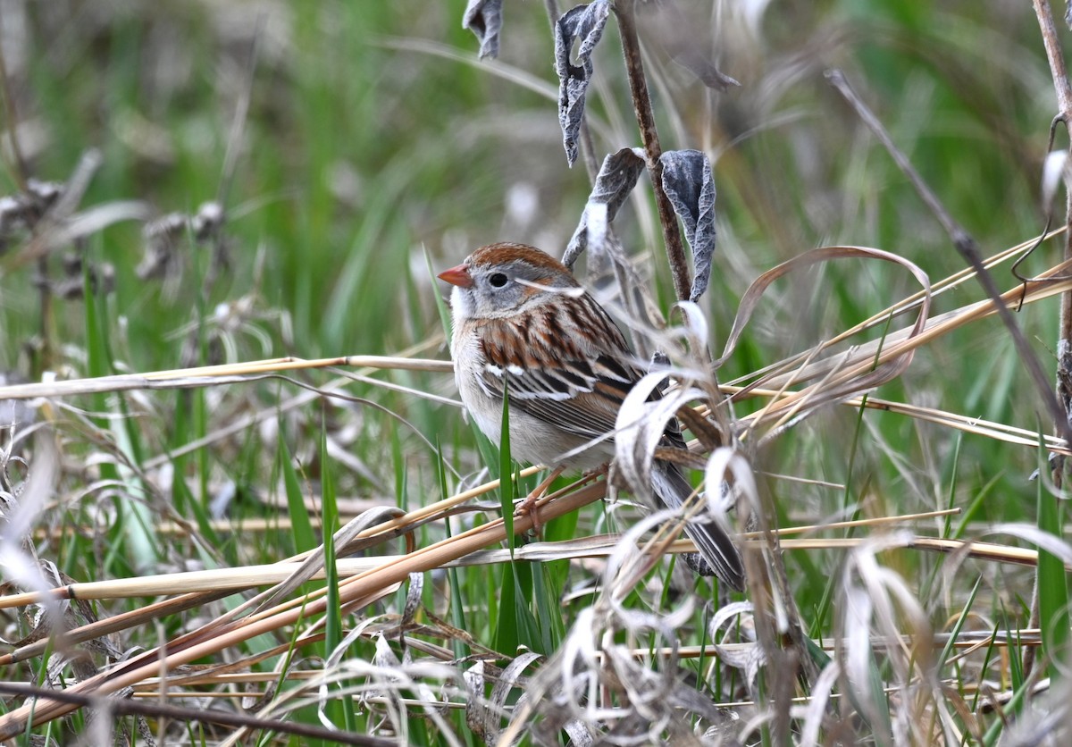 Field Sparrow - ML617697266