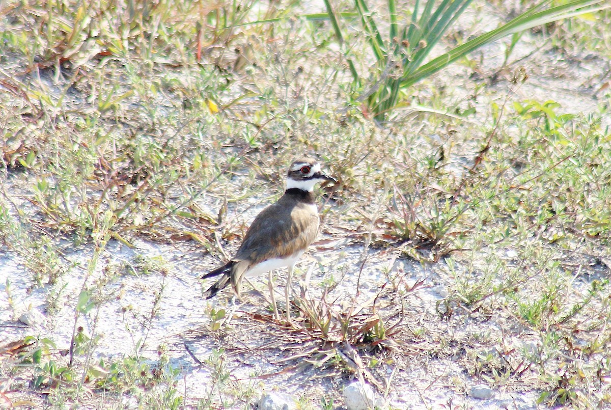 Killdeer - ML617697274