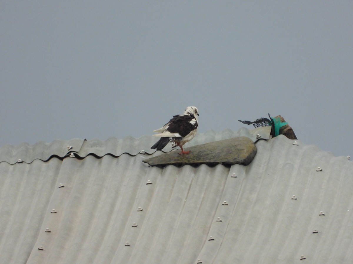 Rock Pigeon (Feral Pigeon) - ML617697338