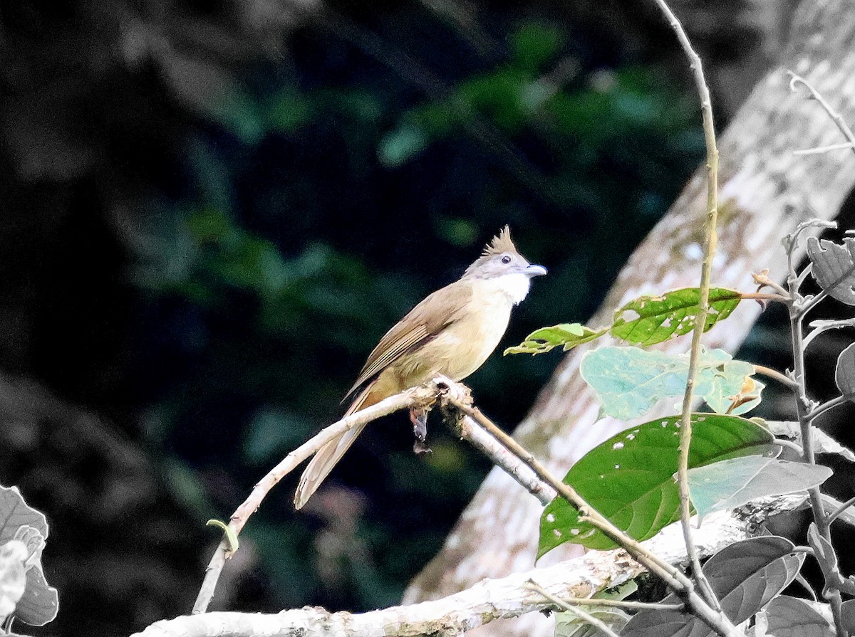 Ochraceous Bulbul - Geoff Butcher