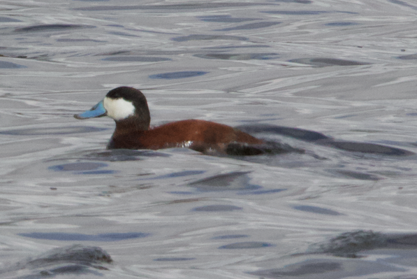 Érismature rousse - ML617697366