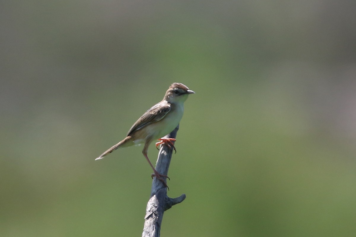 Golden-headed Cisticola - Dave Beeke