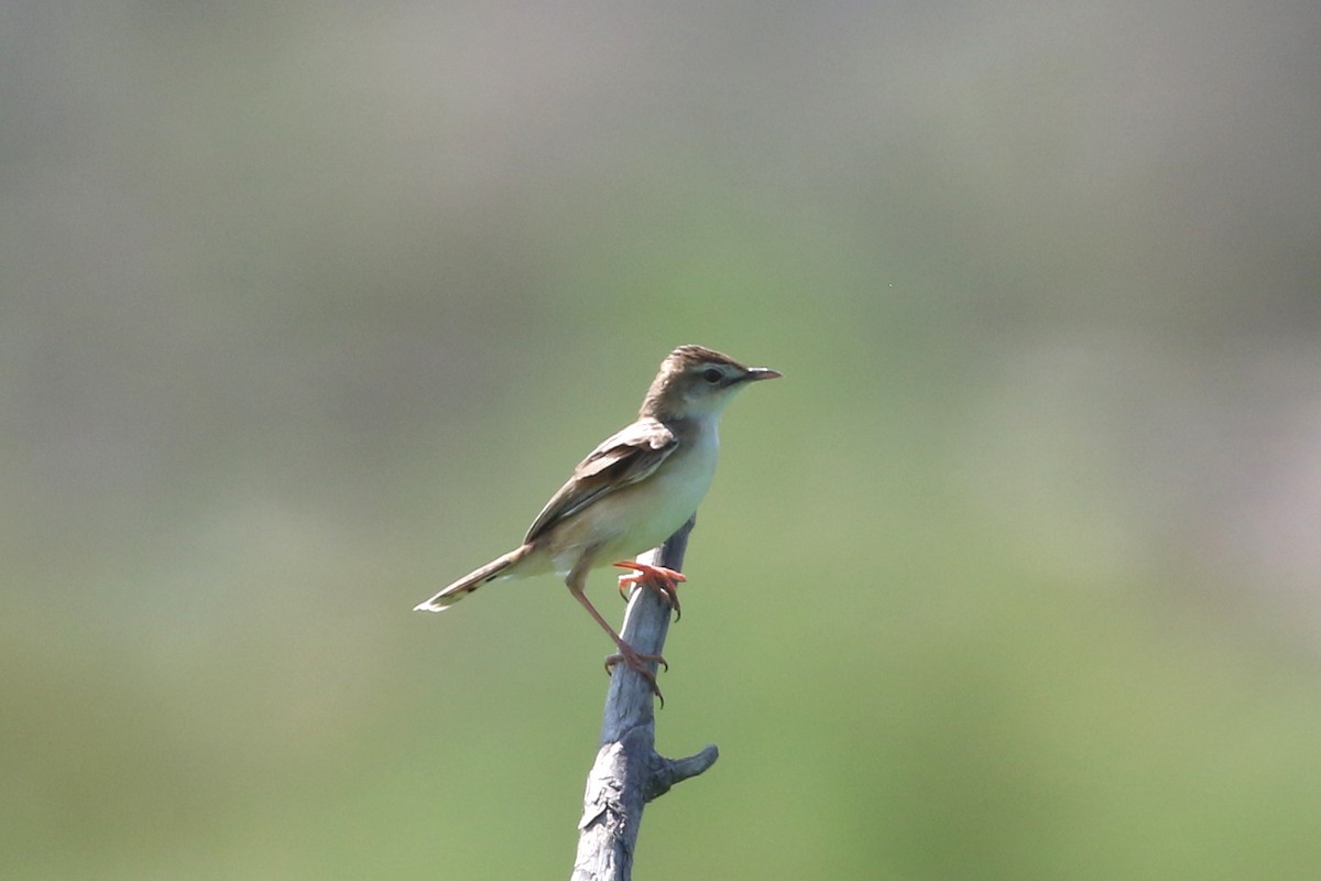 Golden-headed Cisticola - Dave Beeke