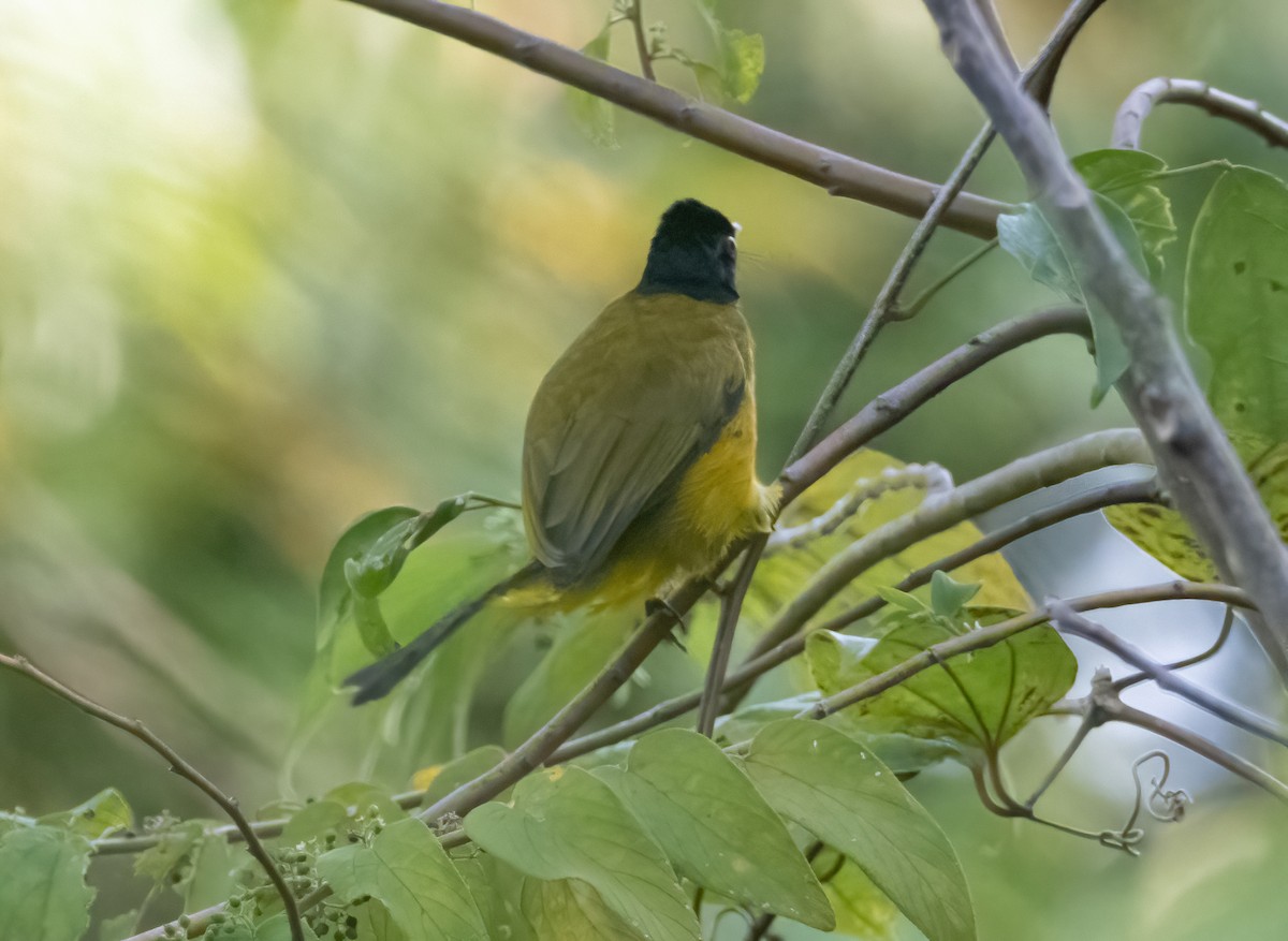 Ruby-throated Bulbul - ML617697456